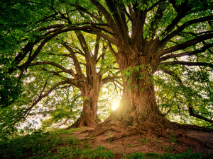 Health, trust, and the power of radical responsiblity